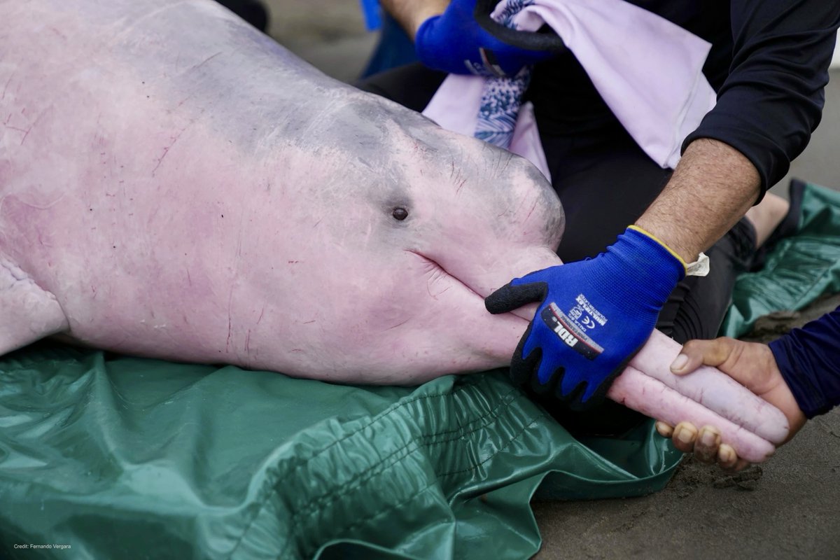 🌎

Amazon river dolphins should have no more than a maximum of 1 mg/kg of mercury—but we're seeing 20-30X that amount.

Mercury is a potentially deadly neurotoxin—some have tested as high as 42 mg/kg—among the highest ever recorded in this endangered species. 

Why? Illegal gold