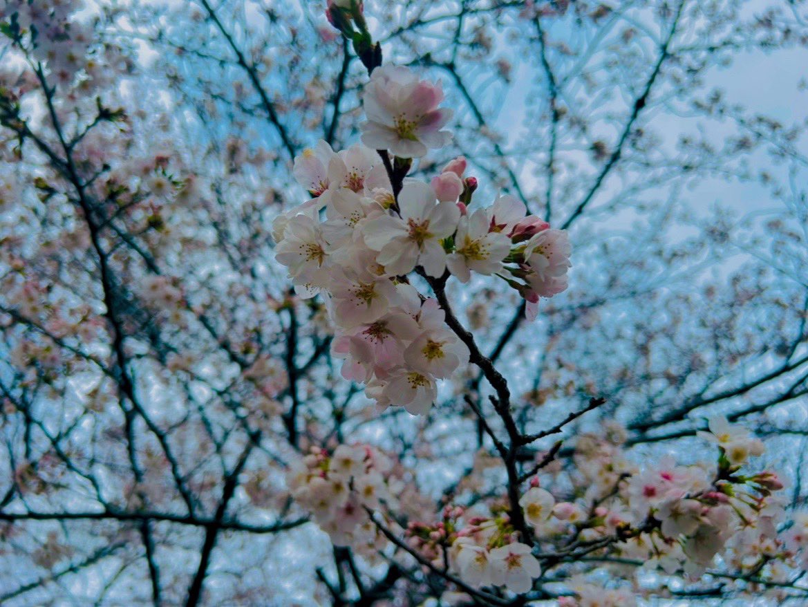 ㅇつむぎ︎︎☁ tweet media