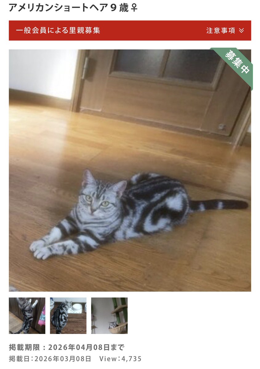 535nao🚀💫ねこのようなもの tweet media