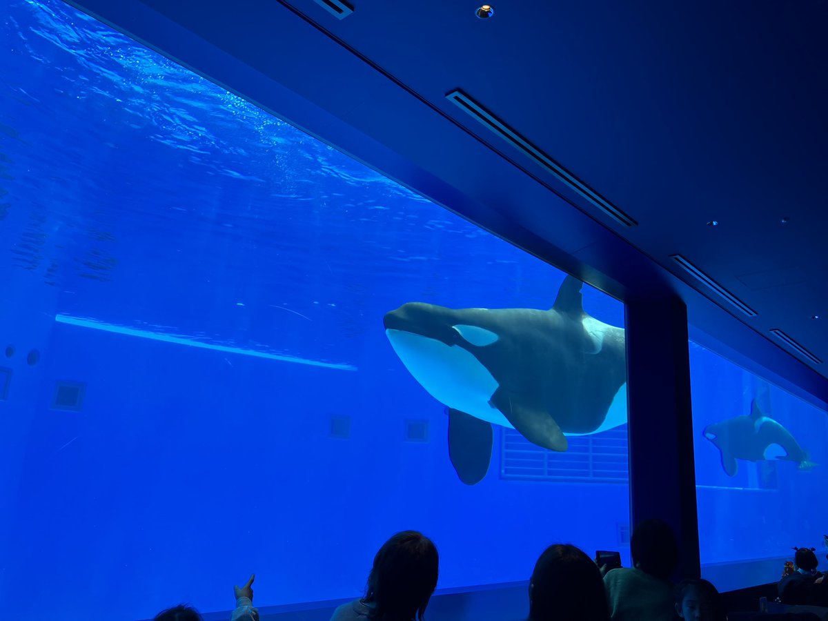 今日はお母さんが誕生日だったので、行きてえ行きてえと言ってた水族館に行ってきましたよ。
ぬい活してたら「お母さんも撮りたいから貸してくれ」と👹💧激写してて、この人の子供で良かったなあと思いました。

今年のプレゼントは櫻井氏がCMやってる寝巻きです。それ着てよく寝ろお母さん。
