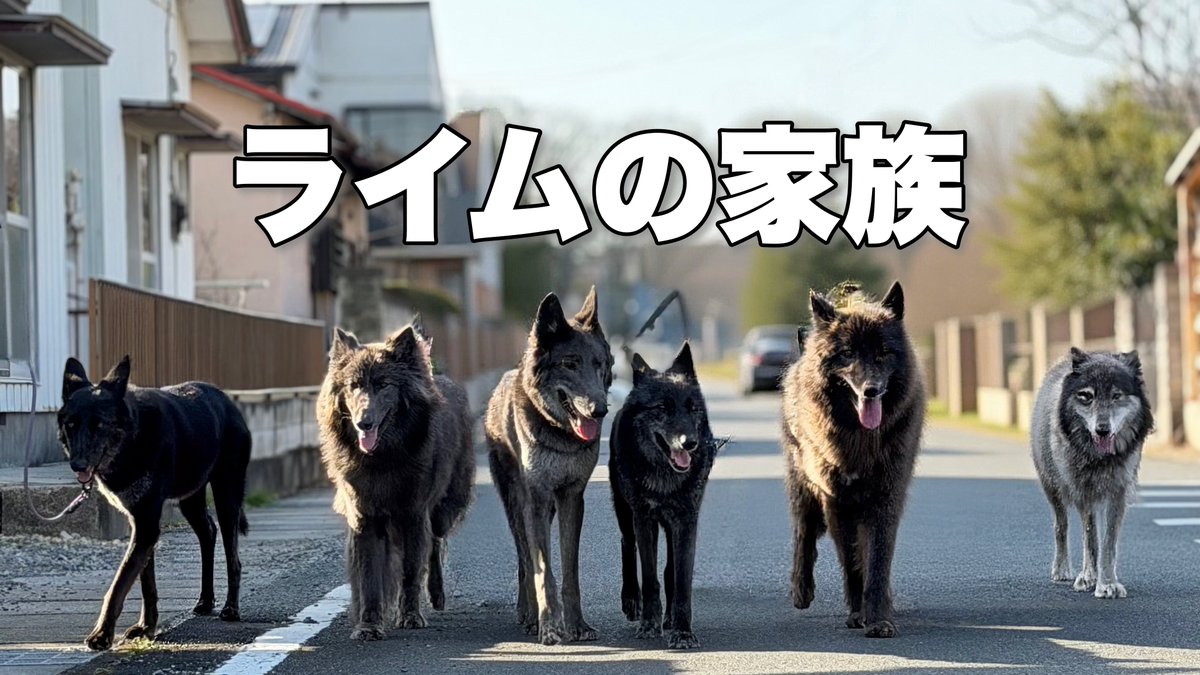 ローズウルフ🌹🐺ウルフドッグ犬舎 tweet media