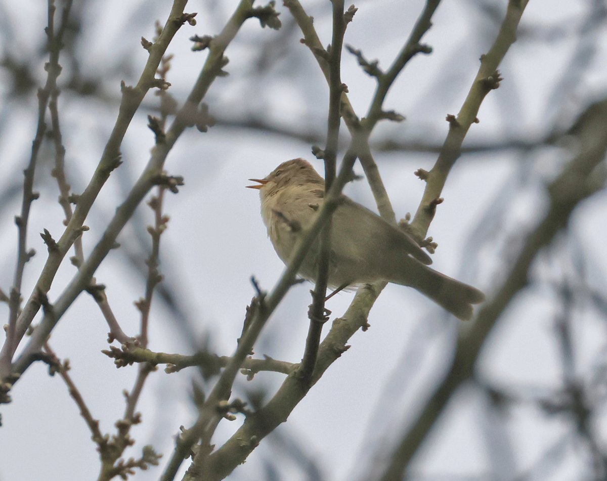 Martyn Priestley-Sharing tips about Urban Wildlife tweet media