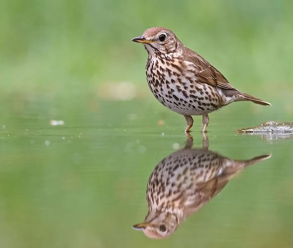 Tener el corazón emplumado y los tímpanos llenos de trinos. Ser leve como ellos para poder nadar en el viento, llevando tu sonrisa por bandera y el futuro limpio en las pupilas.

Que nuestra meta sea el horizonte...

📸Zorzal común, Birigarro arrunta, Turdus philomelos.