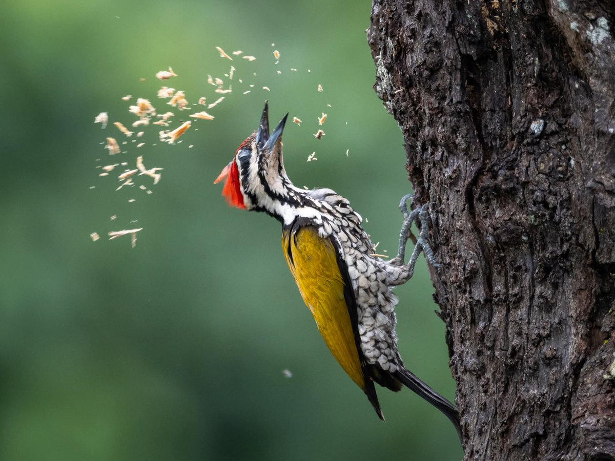 BP_Chua's tweet image. Common Flameback
#woodpecker #bird #nature #wildlife #animal #photography
