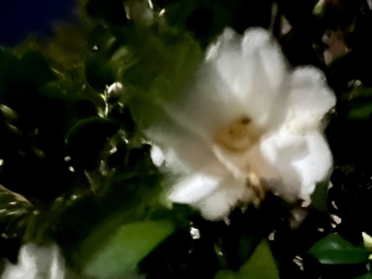 🌸るんば🍁るんば🍑 tweet media