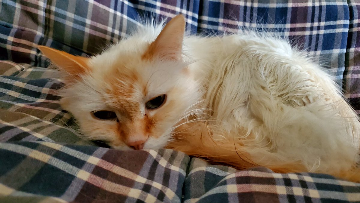 LucyntheBoys's tweet image. Sleepy man #Coconut #kittyloafmonday