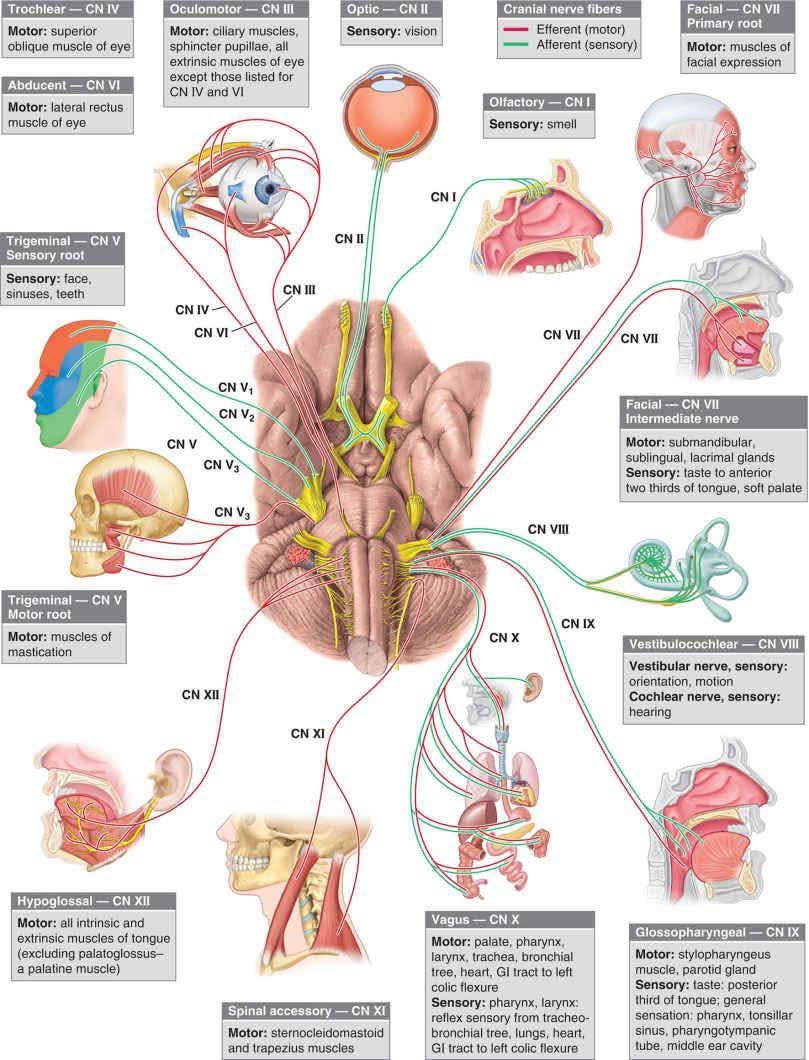 The 12 Cranial Nerves: Anatomy, Pathways, and Functions