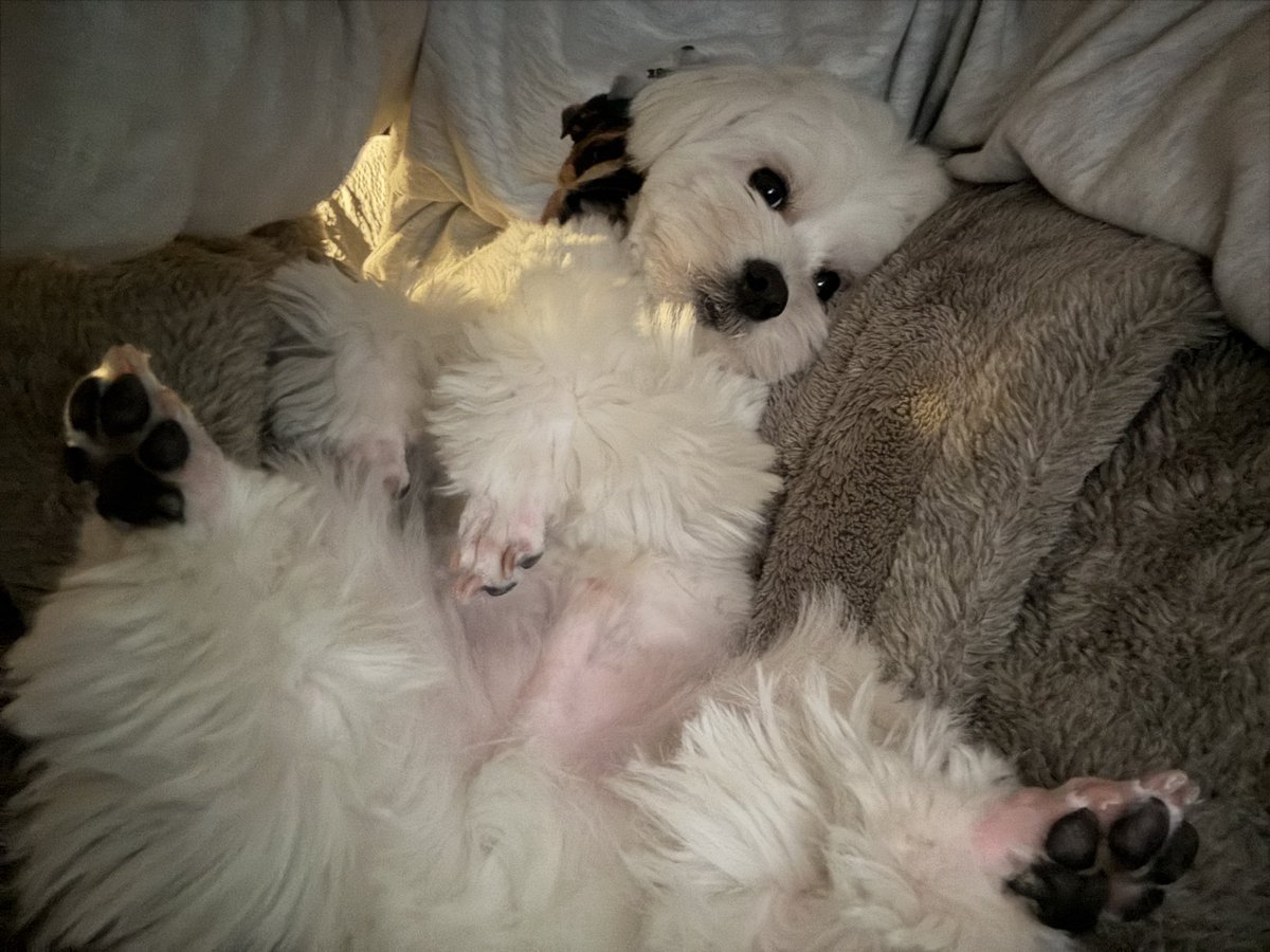 きなり tweet media