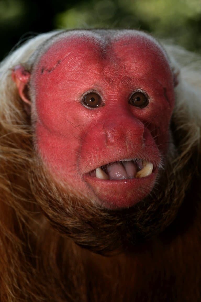 earthcurated's tweet photo. In Brazil, the bald uakari is known as o macaco inglês. It means the English monkey. https://t.co/hvuDx9qpBM