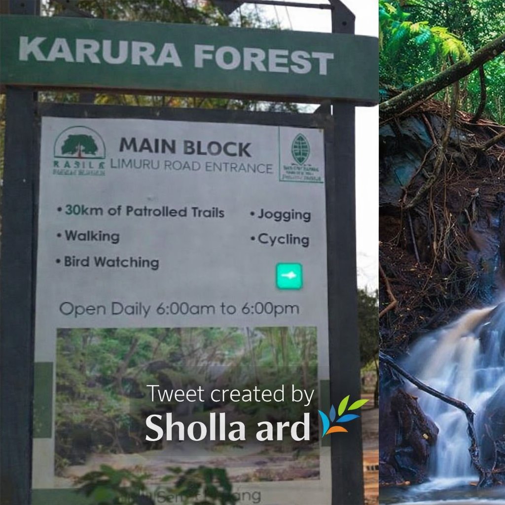 sholard_mancity's tweet photo. There are reports that government plans to clear 3 acres of land at Karura Forest to create space for 5 million tree seedlings and temporary NYS accommodation.

But something deeper is happening across Kenya.

Green spaces in our cities are quietly disappearing.

Kenyan leaders travel abroad and proudly take photos walking through beautiful city parks and nature trails.

Yet back home, their own citizens are slowly being denied those same spaces.

Uhuru Park has faced repeated attempts at encroachment.
Jevanjee Gardens could easily be next.

In Malindi, a public park is already being cleared for housing.

A society that destroys its public spaces slowly destroys its dignity.

Professor Wangari Maathai fought to protect these forests and parks because she understood something simple:

Nature in a city is not a luxury.
It is a public right.
We must protect its green spaces before they disappear completely. ~ sholla ard
