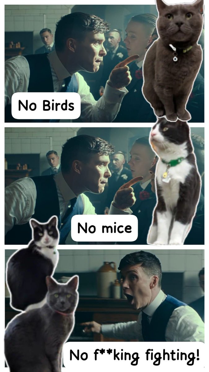 Angus and Smelly Brother Dougie #SBD tweet media