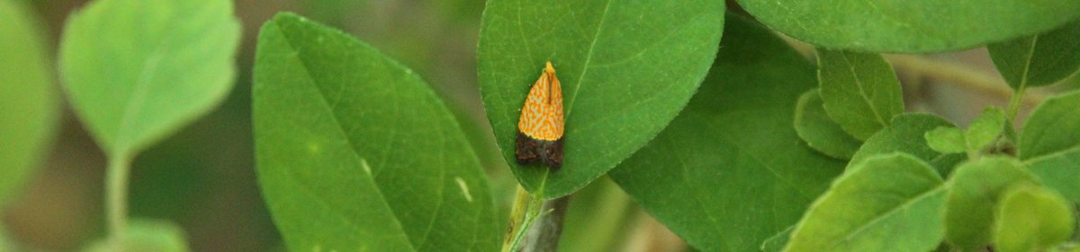 ShotbySriram's tweet photo. Did I just find an insect that looks like a pencil wrapper? https://t.co/YYjqdRRvJE