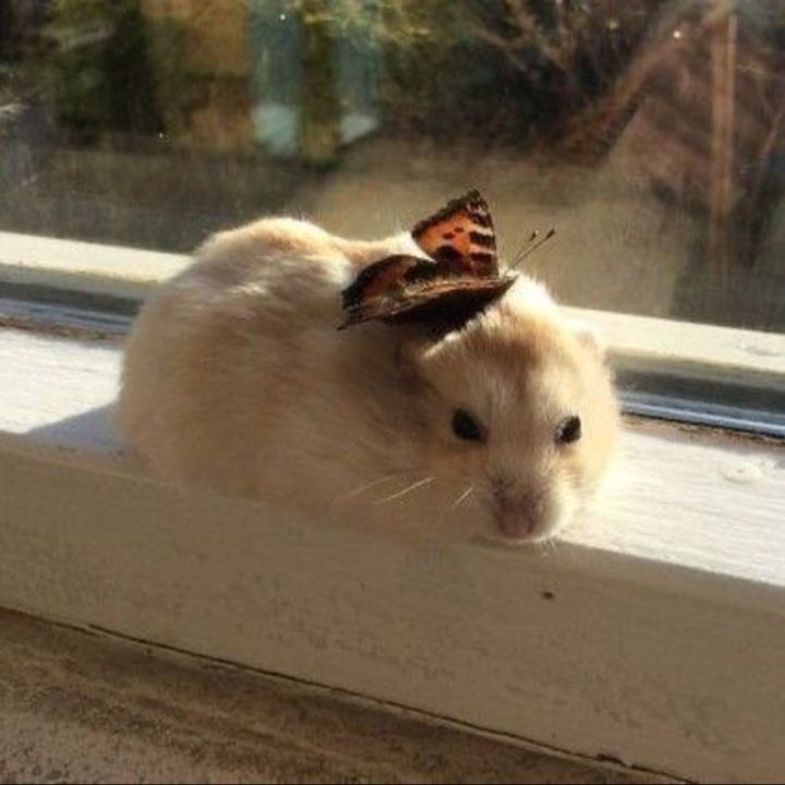 toast1234567892's tweet photo. I actually managed to draw more than once last week so here's another one (I saw the hamster with the butterfly and I had to draw him) #shangqinghua #svsss #sqh #xiangfei #hamster https://t.co/fjQaKMGIAN