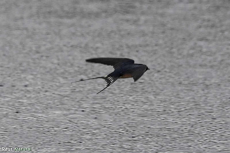 Birding Catalunya tweet media