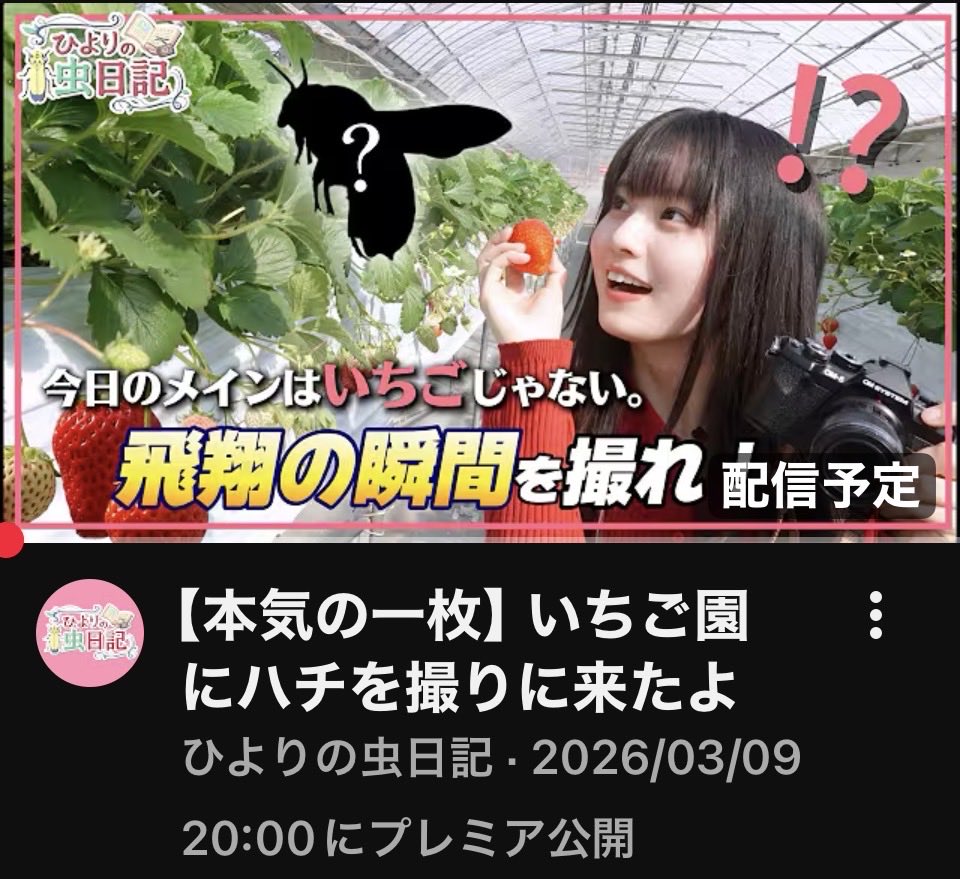 さっちゃん家の幸せいっぱいイチゴ園 tweet media