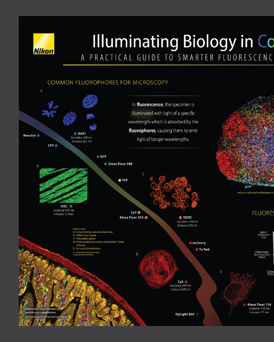 Nikon Microscope Solutions tweet media