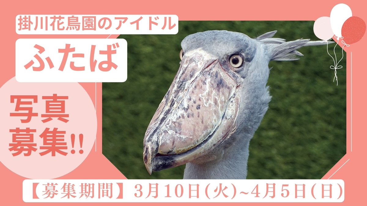Tatsumi_Group's tweet photo. 🌱✨🪽写真募集のお知らせ🪽✨🌱

辰巳出版では、掛川花鳥園の #ふたば の書籍を制作中です。
本書には掛川花鳥園の公式写真をはじめ、ハシビロコウ本を多数手がける #南幅俊輔 氏撮りおろし写真が掲載されます。さらに今回は、ファンの皆様が撮影した「ふたば」の写真も一緒に掲載させていただきたいと考えております。
ふたばの写真を募集いたしますので、ぜひご応募ください✨

＊＊＊＊＊＊＊＊＊＊

▼こちらのフォームより投稿お願いします。
https://t.co/mN3PmKs5Vi
※データ管理の都合上、投稿するにはGoogleアカウントでのログインが必要になります。

🚩募集期間：3月10日（火）～4月5日（日）
🚩リンク先より注意事項をお読みの上、投稿をお願いいたします。
🚩ご応募に関するお問い合わせ：辰巳出版
※掛川花鳥園へのお問い合わせはご遠慮ください

＊＊＊＊＊＊＊＊＊＊

発売時期や予約等についてのご案内は、しばらく先になります。楽しみにお待ちいただければ幸いです。
皆様のベストショットをお待ち申し上げます！

#掛川花鳥園 #ハシビロコウ #ふたば