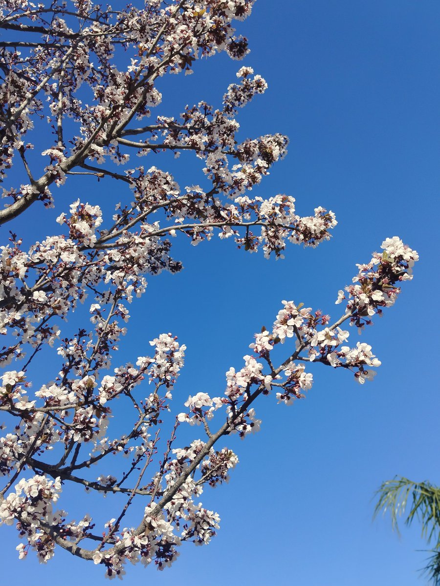 Sinopsis tweet media