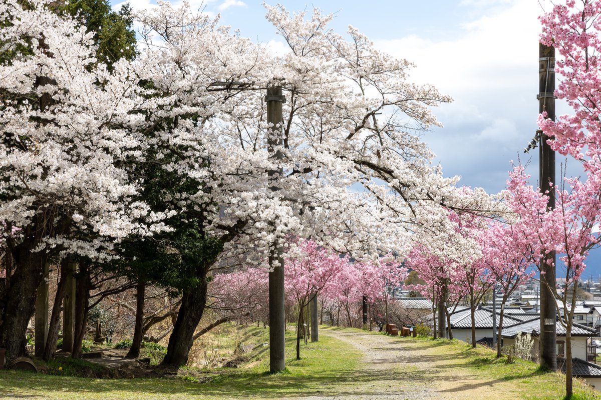 コスライ tweet media