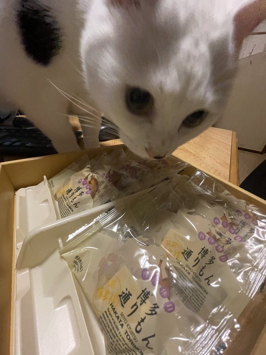 博多のお土産いただきました🙏バター味で美味しい。じゅうが偵察に来た。