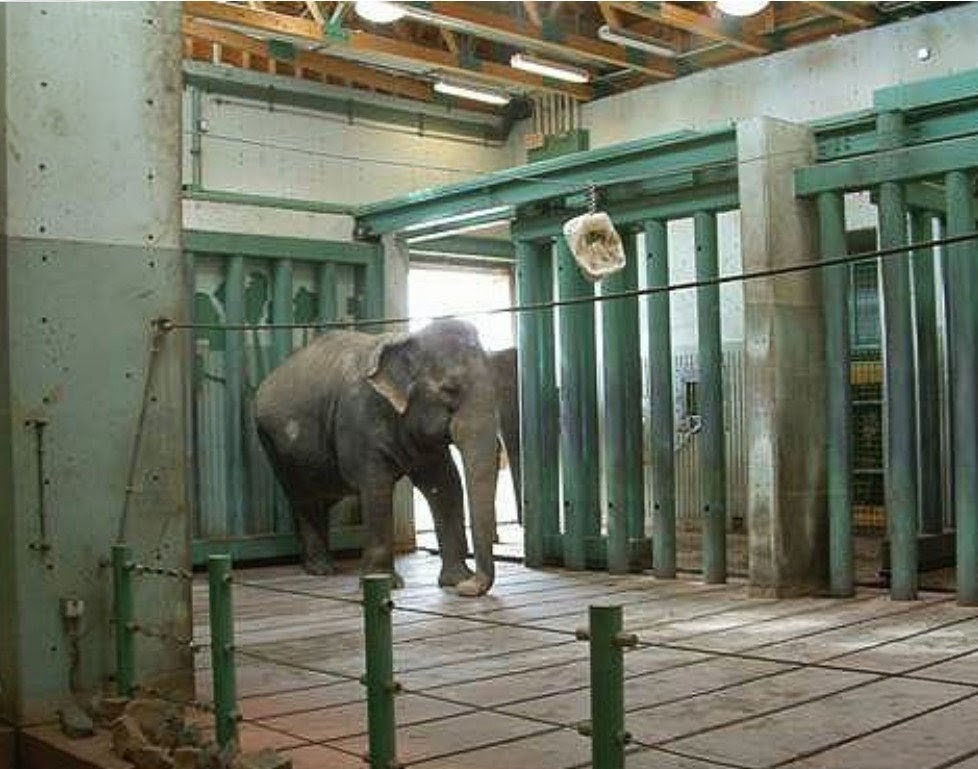 #FreeLucy Solitary confinement for animals refers to the prolonged isolation of social species in small enclosures without companions or adequate stimulation. Which leads to mental strain of zoochotics type behavior.
Poor #Lucy 😞 help Lucy <a href="/MarkJCarney/">Mark Carney</a> 🙏🐘😞