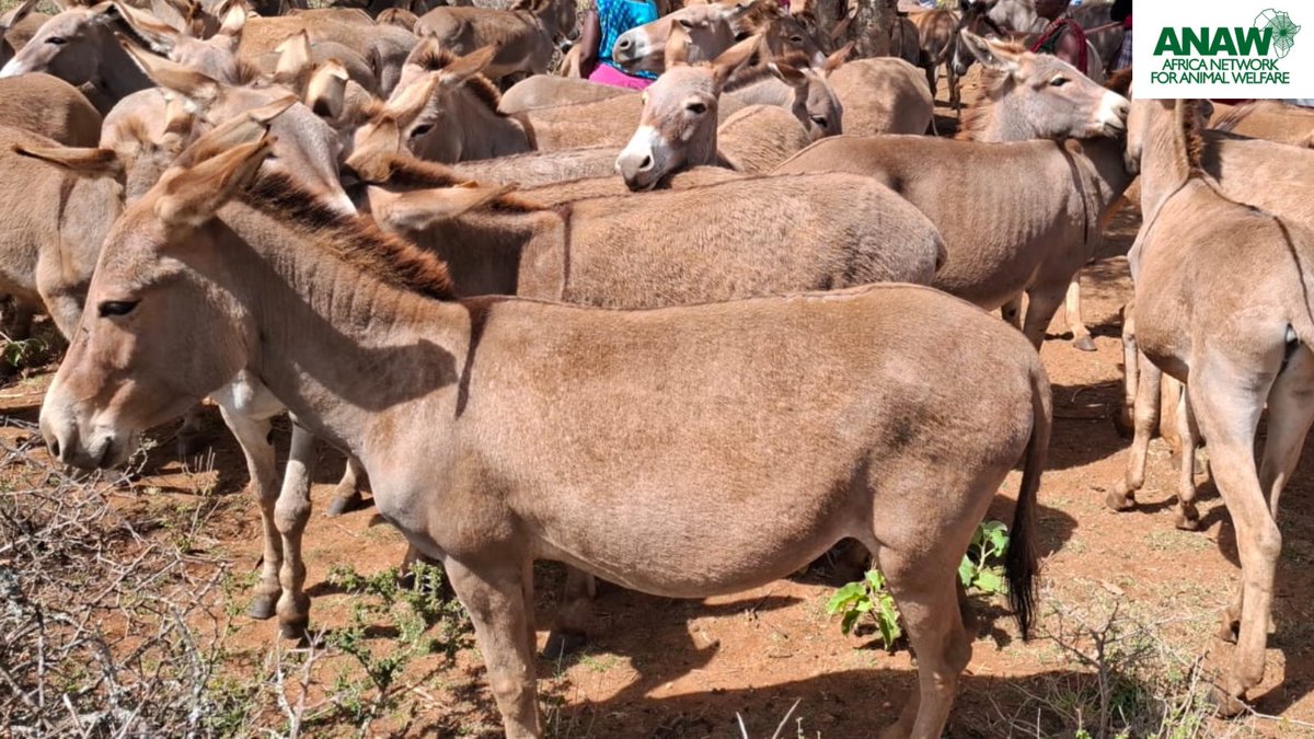 anaw_africa's tweet image. Donkeys are among the most hardworking animals in many communities, yet many endure immense hardship and mistreatment 

Donkeys do so much for us every day. They deserve care, respect, and protection.

#AnimalWelfare #DonkeyWelfare #WorkingAnimals