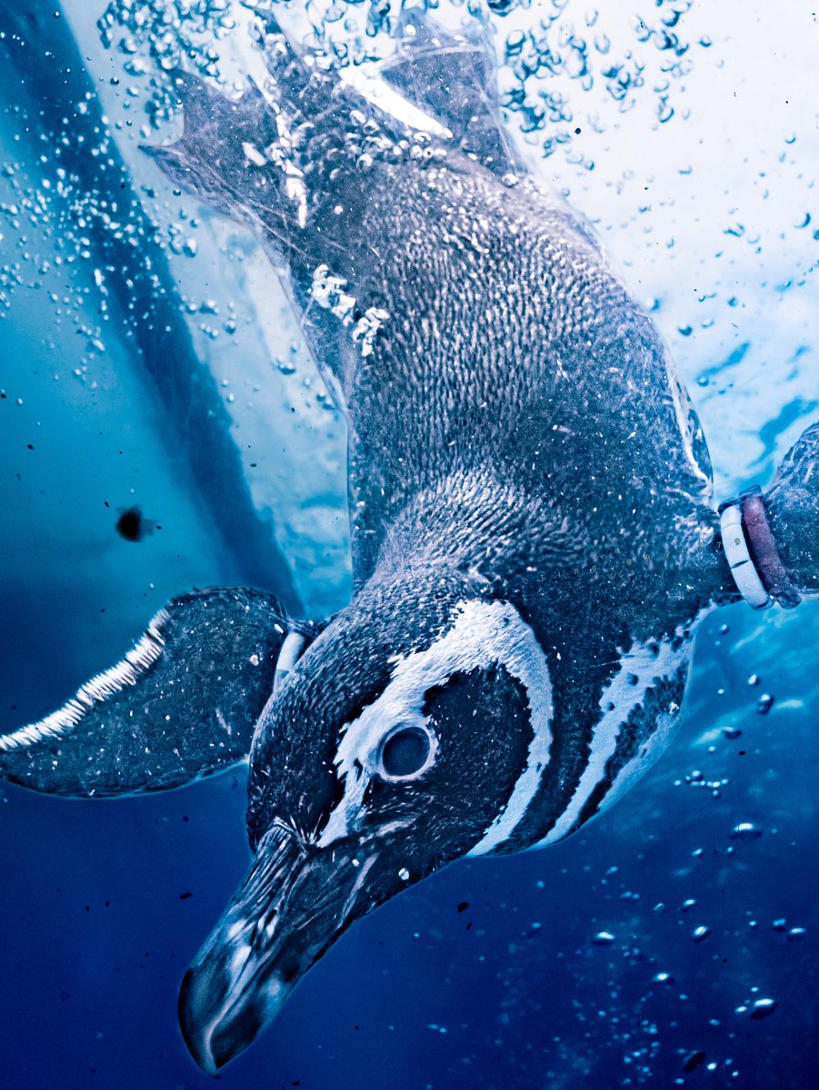 るるなっく tweet media