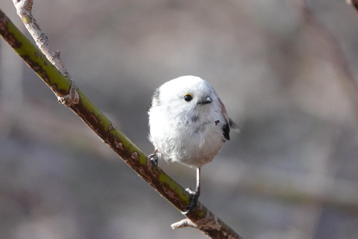 Stanisław Łubieński 🇺🇦✌ tweet media