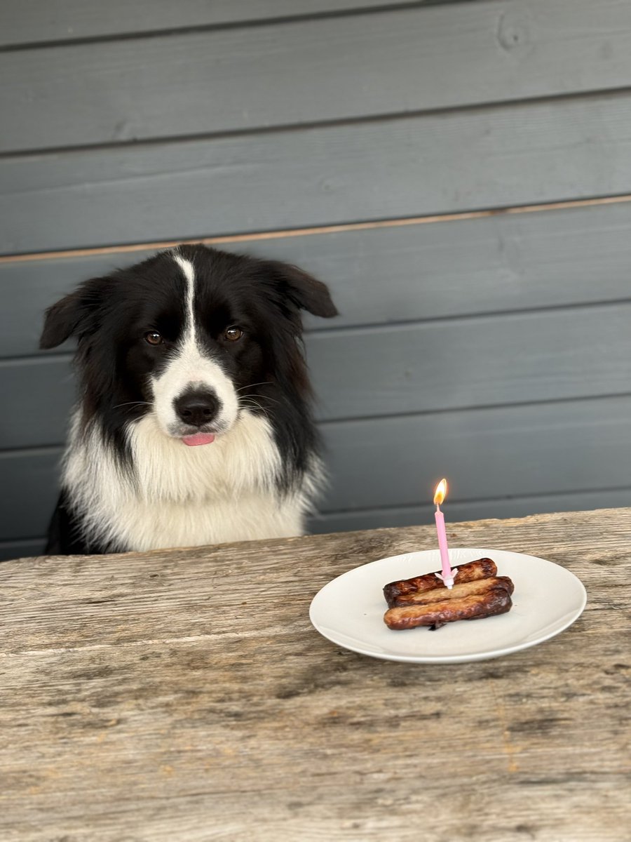 woolismybread's tweet image. Miss Swiftly did get a birthday 🎂 cake 🌸🐾🐾💗🌸🌸🌸#dogbirthday #bordercollie