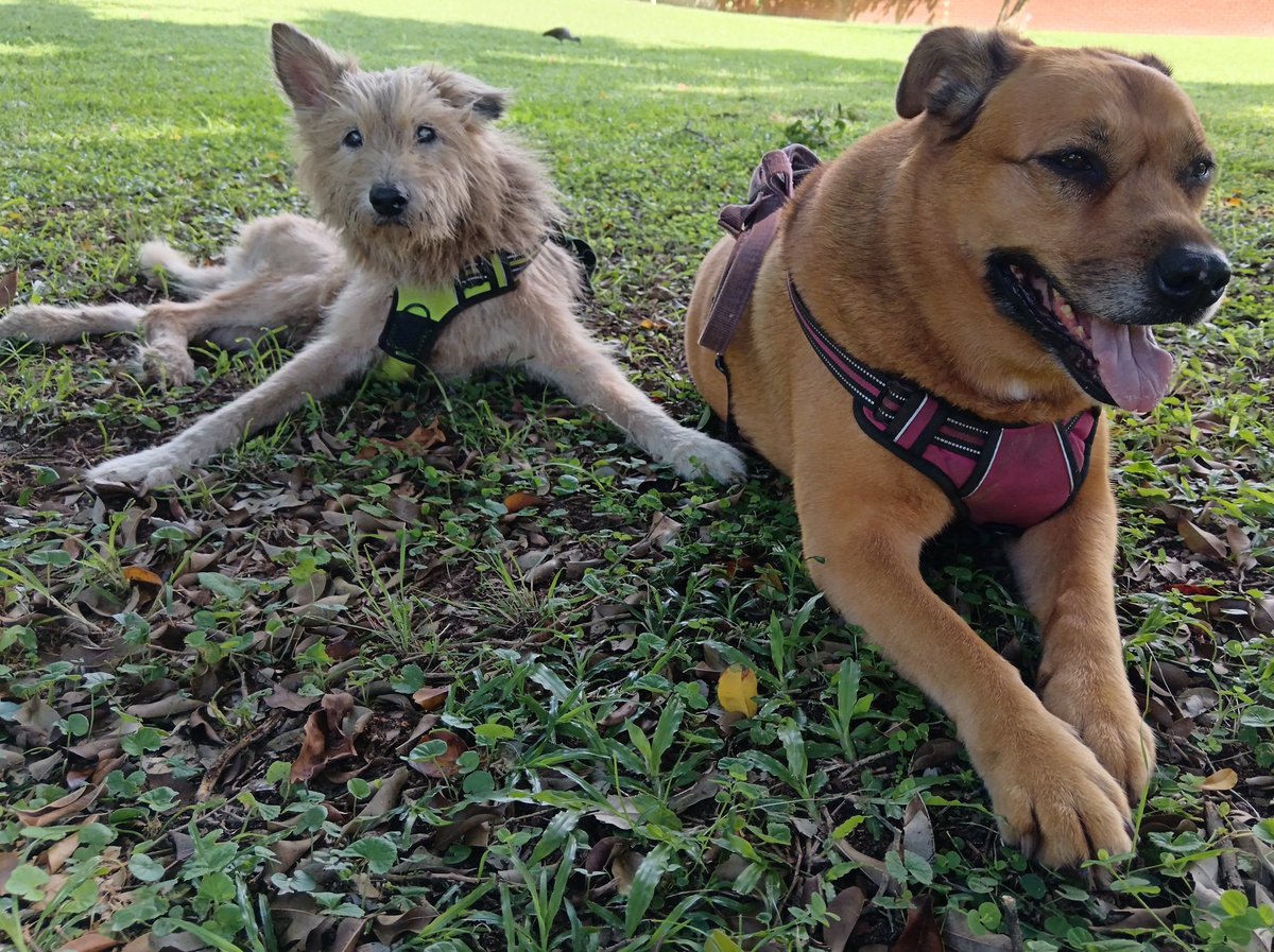 ladydebidebz1's tweet image. Biccies and Pawfies 😎🥰😎
#PawPatrol
#ParkTime
#SpecialTime
#BoosBuggyDayFour
#GottaLoveTheFurries