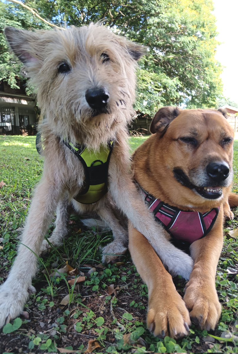 ladydebidebz1's tweet image. Biccies and Pawfies 😎🥰😎
#PawPatrol
#ParkTime
#SpecialTime
#BoosBuggyDayFour
#GottaLoveTheFurries