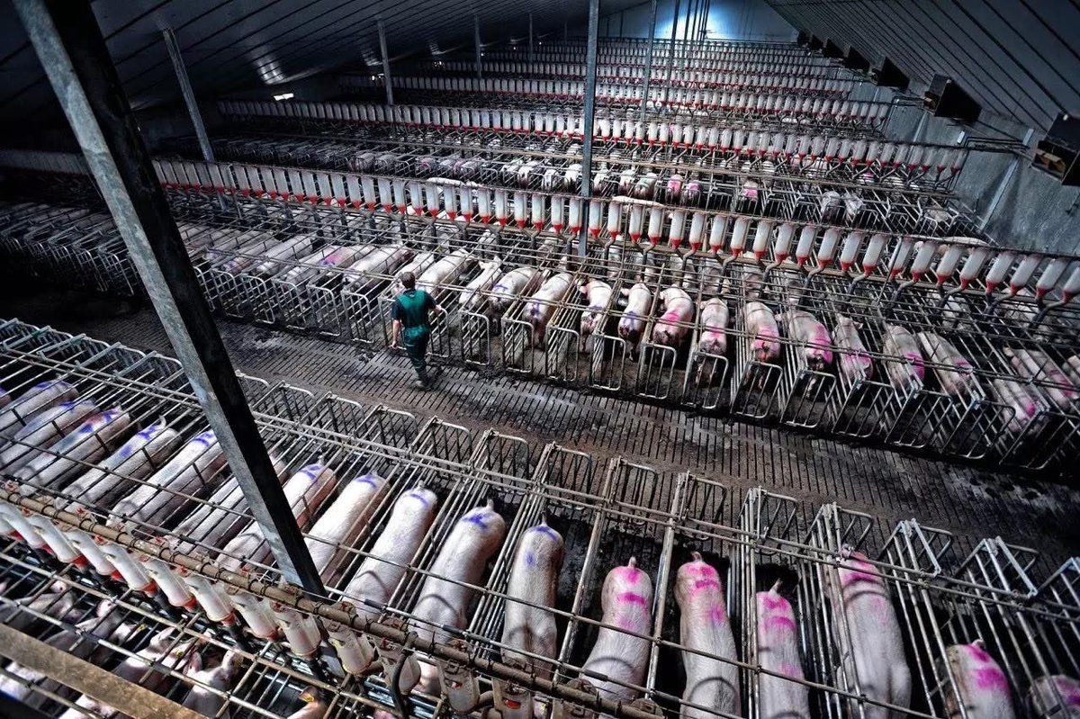 ShortnBluntTho's tweet photo. Imagine this was your life, exploited, unable to even turn around for months at a time. Forced to give birth again and again, your babies taken from you every time. Years of suffering… and then you’re slaughtered. https://t.co/qlpJ1vsjEK