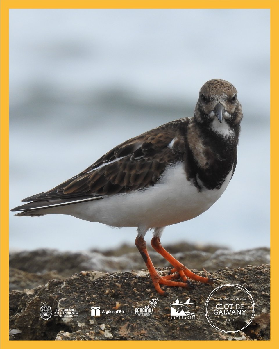 El Clot de Galvany tweet media