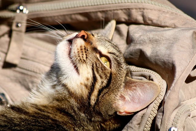 Michael Cobbs tweet media