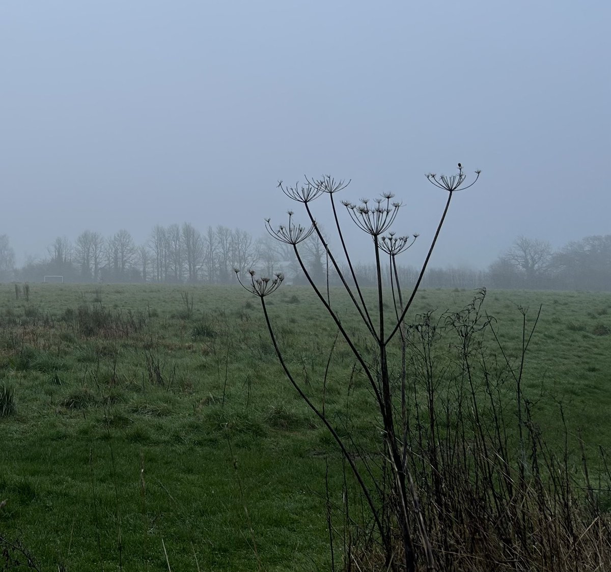 MrsOblivious's tweet photo. Itโs a misty one. #EarlyMorningWalk https://t.co/sNpgXmJVyv