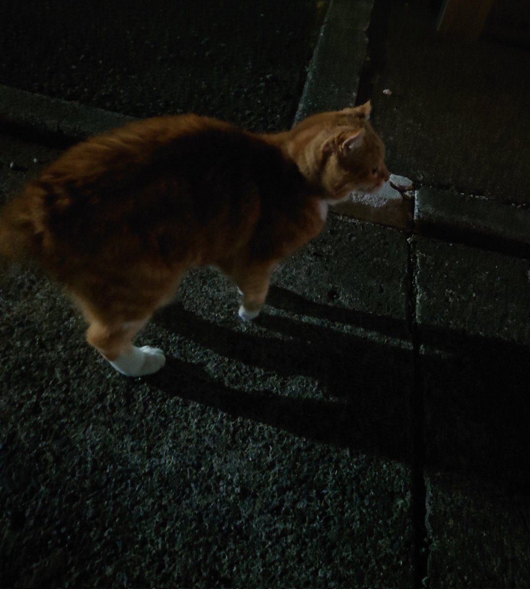 暗闇からニャーン！て突然出てきて頭突きかまされた なんて人懐っこいんだいきみは