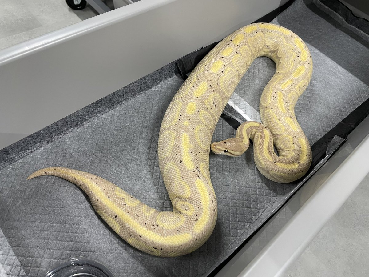 δ7Ballpython tweet media