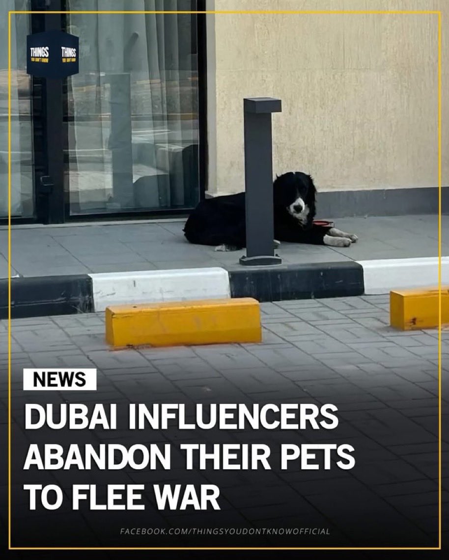 NewsdirectX's tweet photo. They spent years showing off their Dubai lifestyle….

The moment it got dangerous, they abandoned the one thing that loved them unconditionally. https://t.co/7jnqojQ0RS