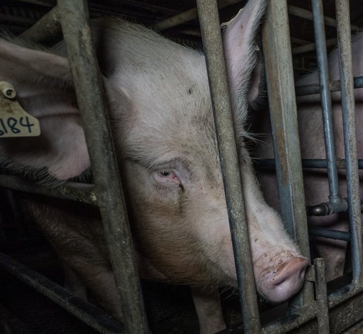 Graham Ⓐ 🏴 Ⓥ Use ALT tweet media