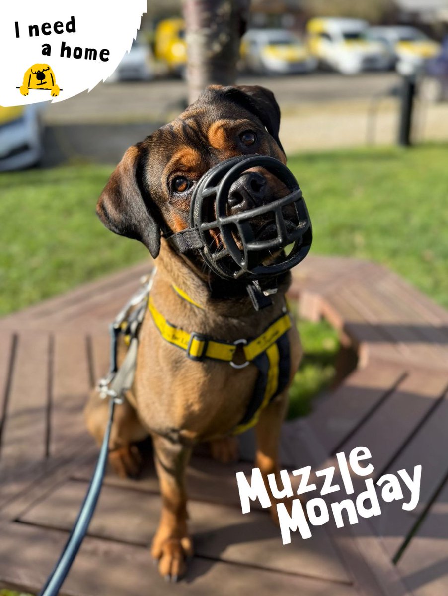 DT_Kenilworth's tweet photo. Connie has been loving the little bit of sunshine we've been getting lately and isn't she just adorable?! 🐶☀️
She's in the market for a new best friend, so head to our website to find out more! 💛➡️
#RescueDog #AdoptMe #Rehome #INeedAHome #MuzzleMonday https://t.co/9flNjtX5gN