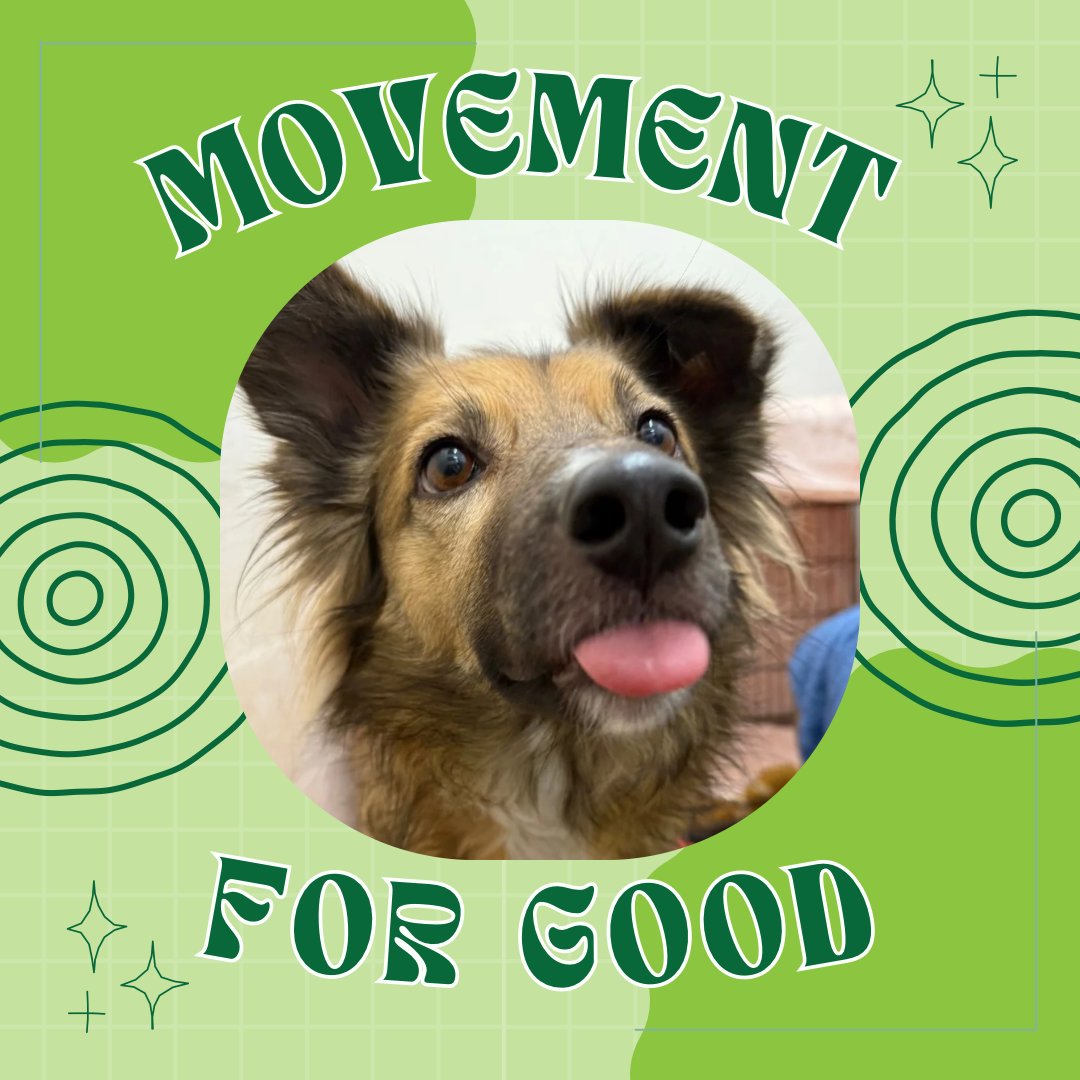 Oakwood Dog Rescue tweet media