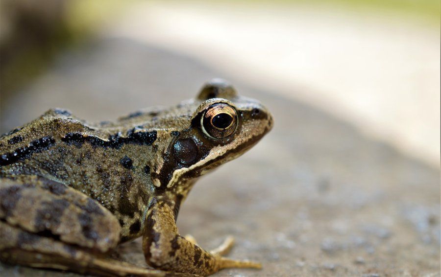 Biodiversity Ireland tweet media