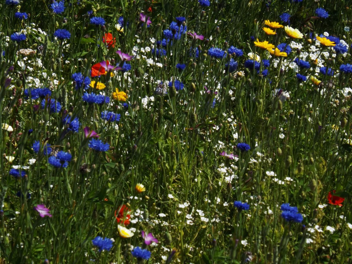 Easy Sail tweet media