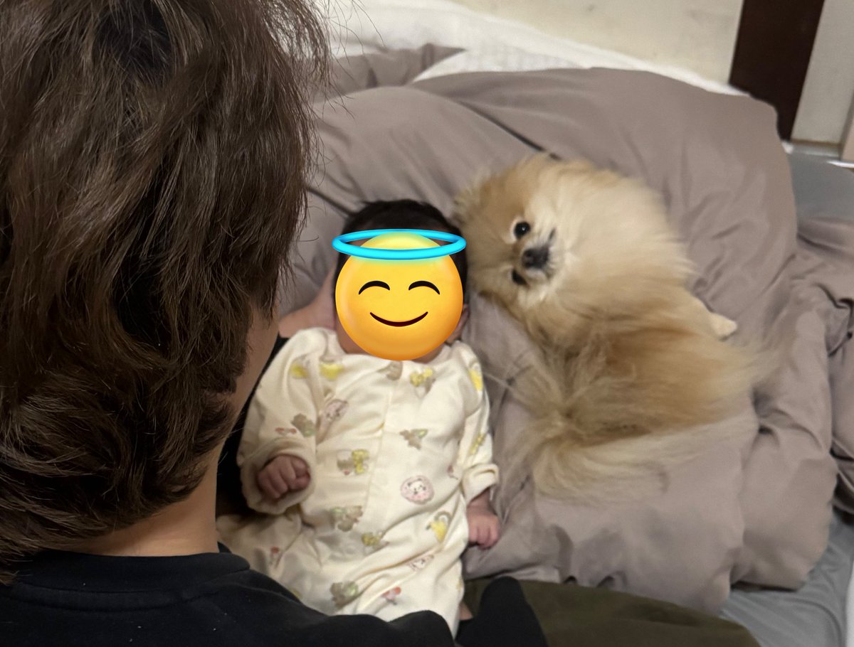 うちの犬、飼い主が育児してると「さてさて、わたしも赤ちゃんですからね」みたいな顔で抱こ待ちするのかわいい