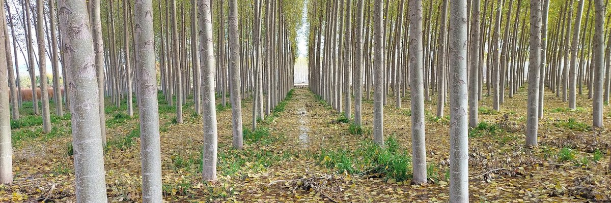 Medio Ambiente UPV tweet media