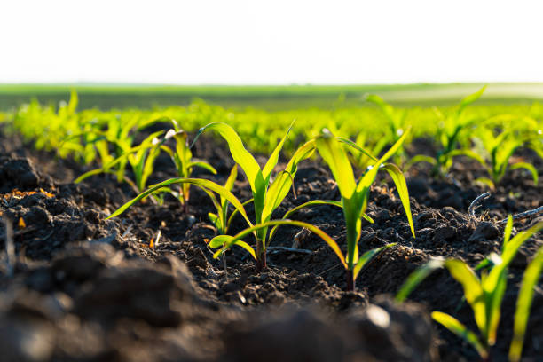 Cegoi Agriconsult tweet media