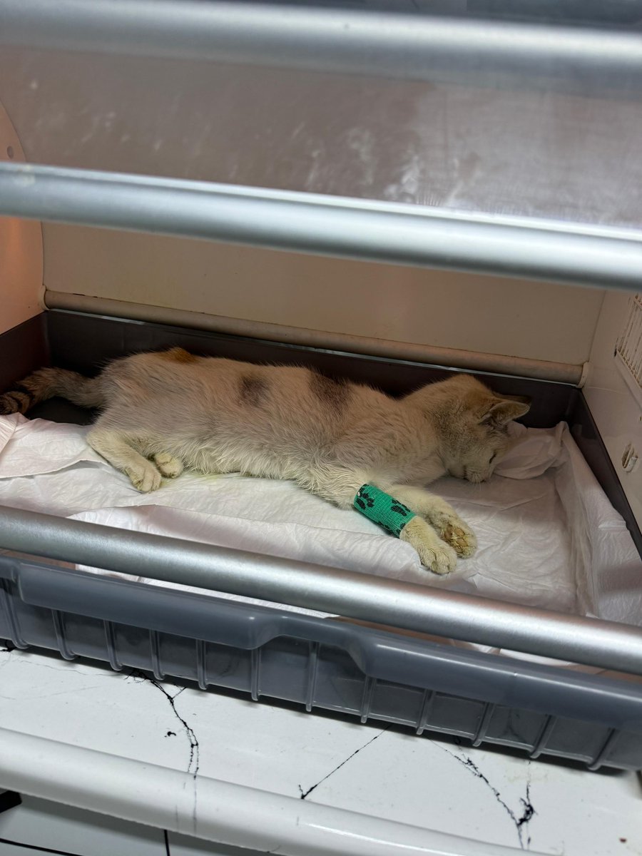 Coffee nin Babası tweet media