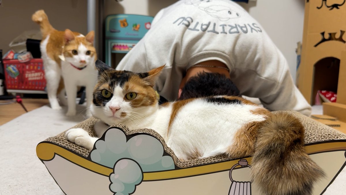 ベルちゃんにガチ謝罪です、、、、 目の前でりんごジャグリングして