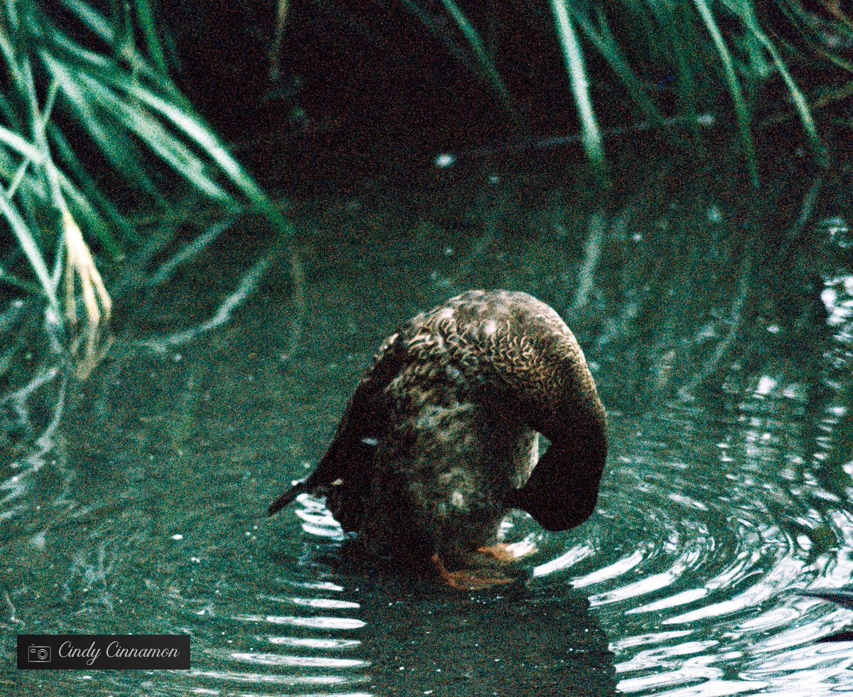 Cindy_Cinnamon's tweet photo. Cindy Cinnamon Photographie
https://t.co/g7SV9Jswl2
Pentax KM 
Street Candy Psychedelic 400

#FilmPhotography #Argentique #FilmPhoto #StayAnalogue #ishootfilm #Pentax #PentaxKM #StreetCandy #35mm #ColorFilm #Canard #Duck #Art #FlicFilm #PsychedelicStreet #Quebec #Canada https://t.co/Bg1MJ37xoc