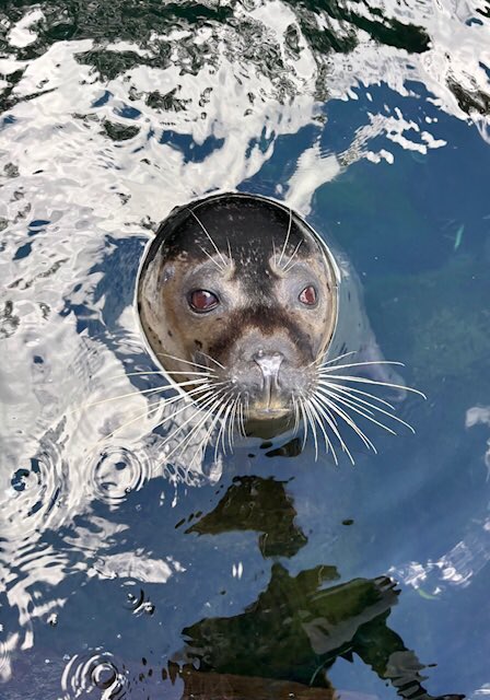 箱根園【公式】 tweet media